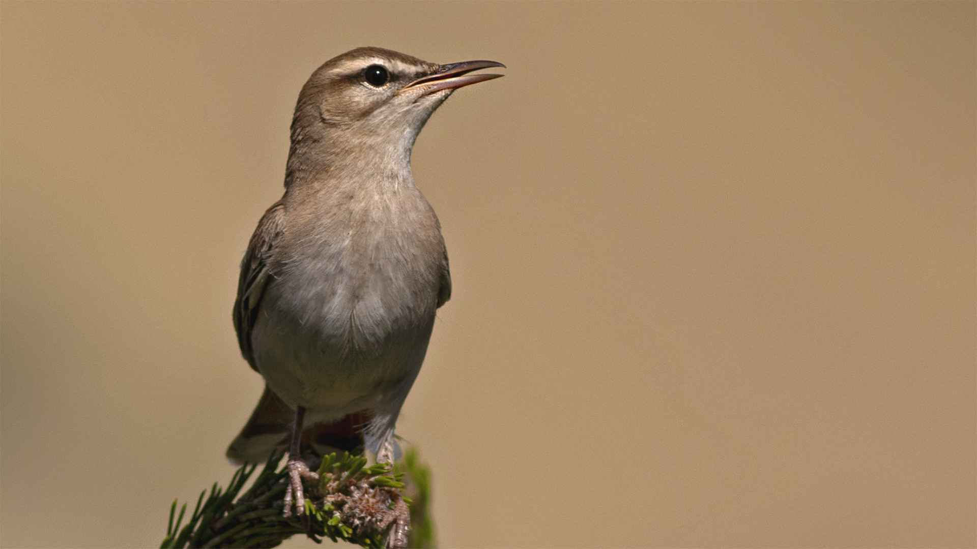 Çalı bülbülü